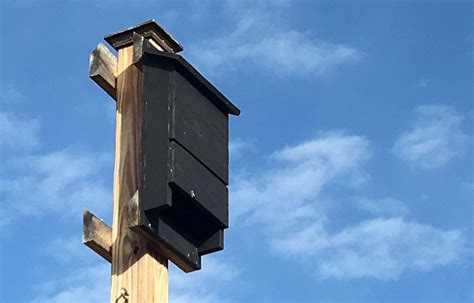 install bat house metal pole|bat house installation poles.